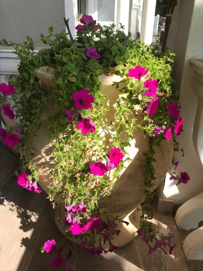 دوبرا فوفا Guesthouse Oaza Emi المظهر الخارجي الصورة